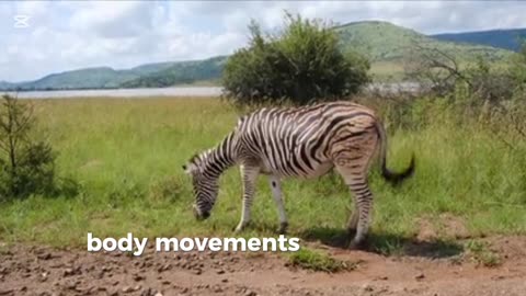 The uniqueness of zebra