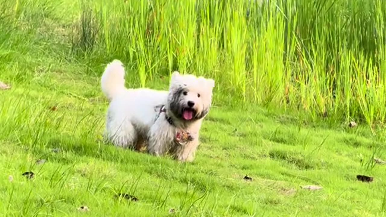 fuzzy creature hops on mat inside countryside shack