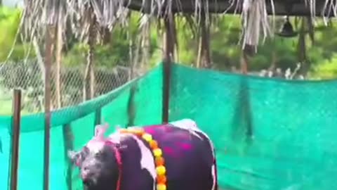farmer's life cow