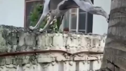 Clever Spy Dog
