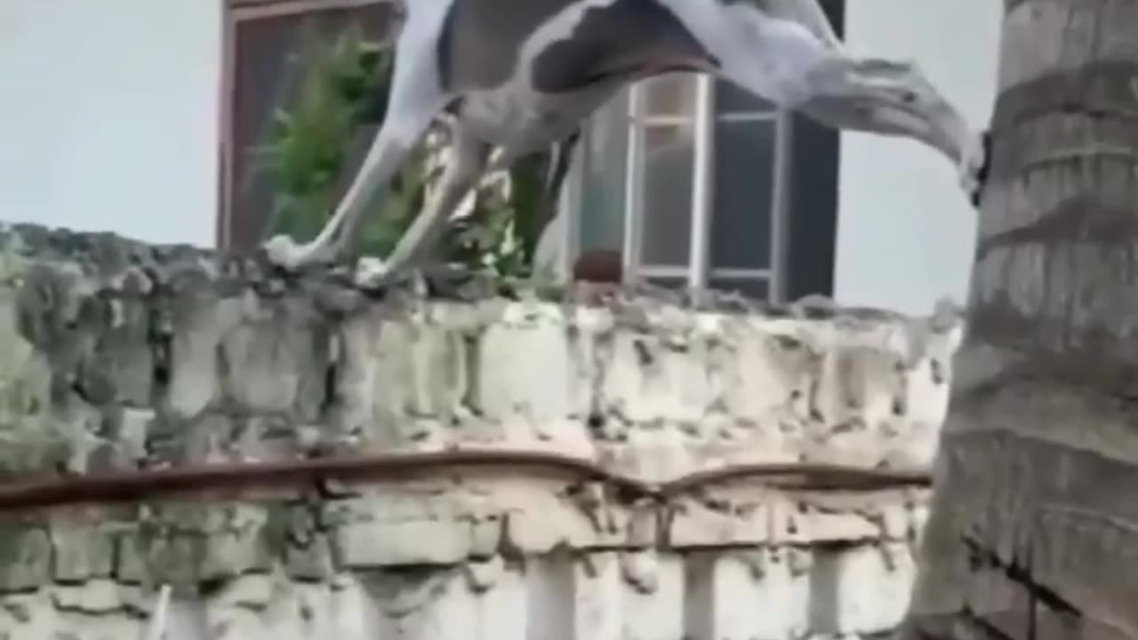 Clever Spy Dog