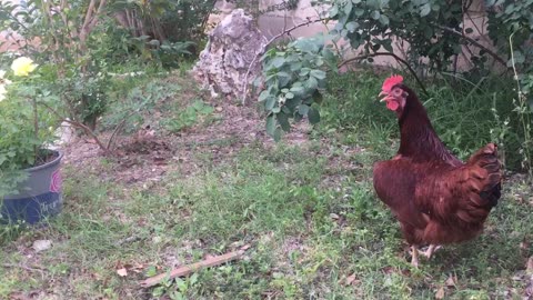 Hen is feeling its surrounding.🐓
