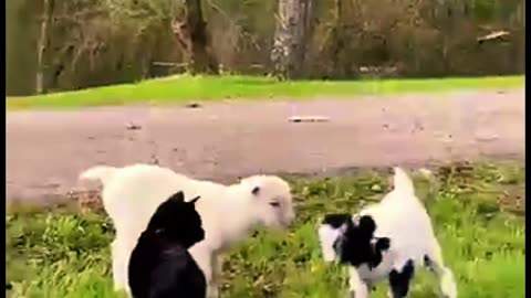 Cats are misbehaving