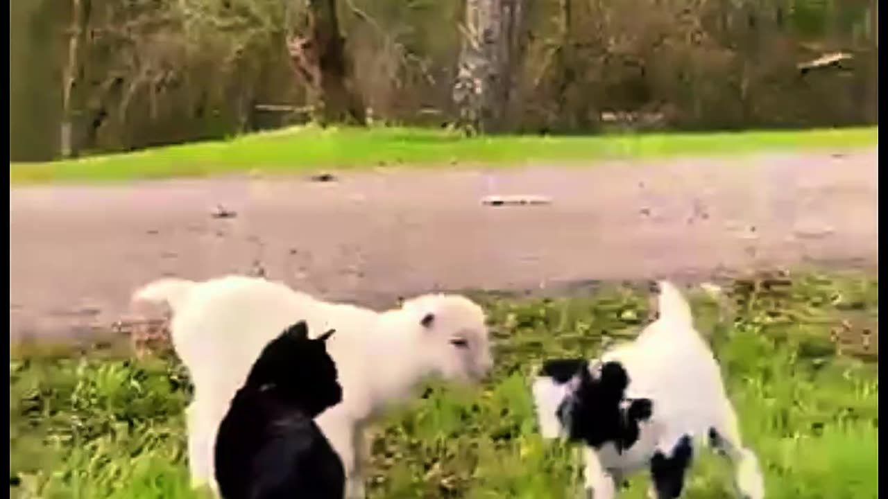 Cats are misbehaving