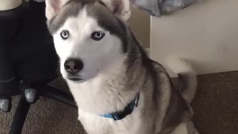 Siberian Husky speaking