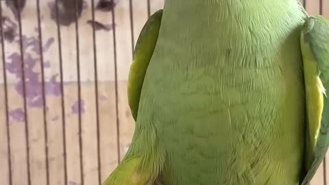 Green parrot talkin 🦜