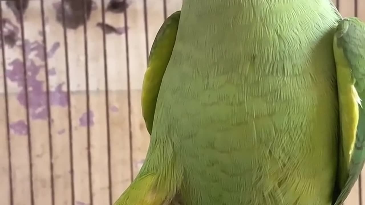 Green parrot talkin 🦜