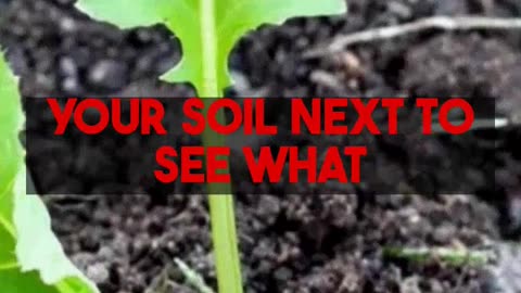 Revitalize Raised Bed Soil Steps for Thriving Plants