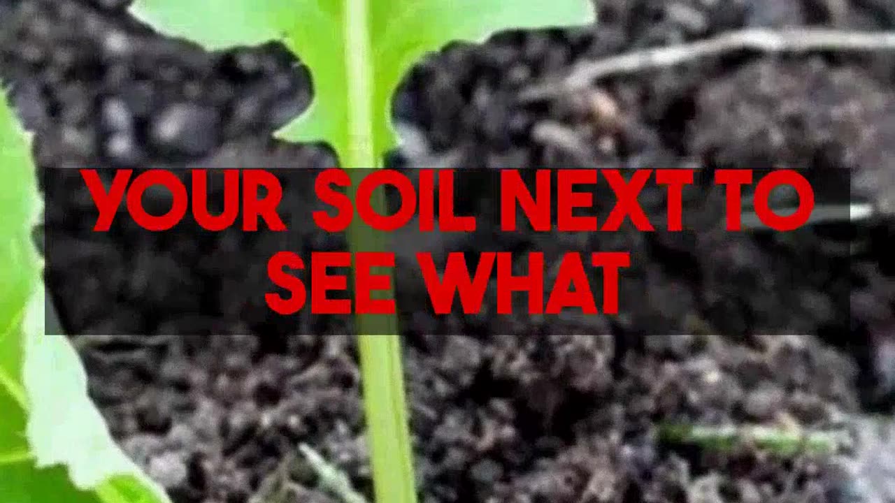 Revitalize Raised Bed Soil Steps for Thriving Plants