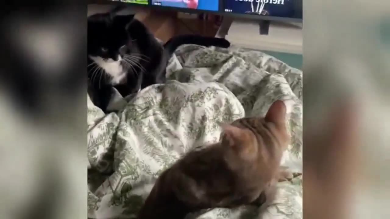 Funniest Cats And Dogs Videos 2025 Cute and Funny Moment of the Animals