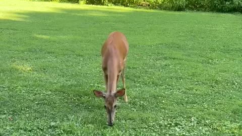 Boyfriend Scares Away Deer