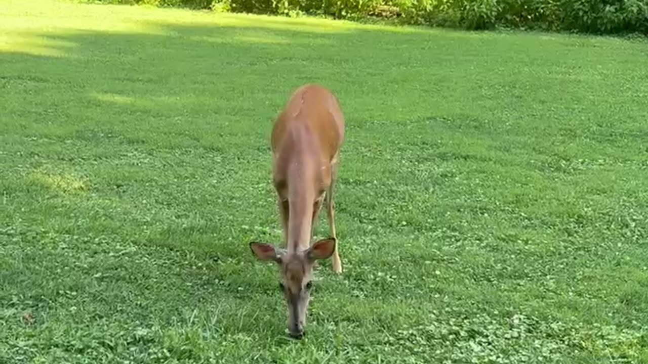 Boyfriend Scares Away Deer