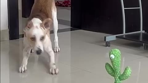Dogs sports club follow me plz