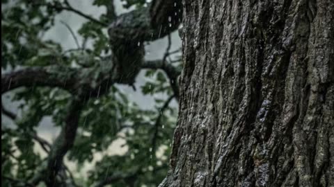 Steadfast Love Never Fails