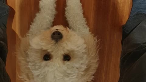 Tuck and Stay on wooden floorboards