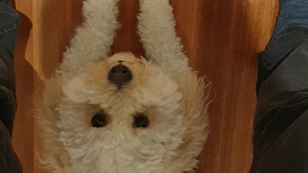 Tuck and Stay on wooden floorboards