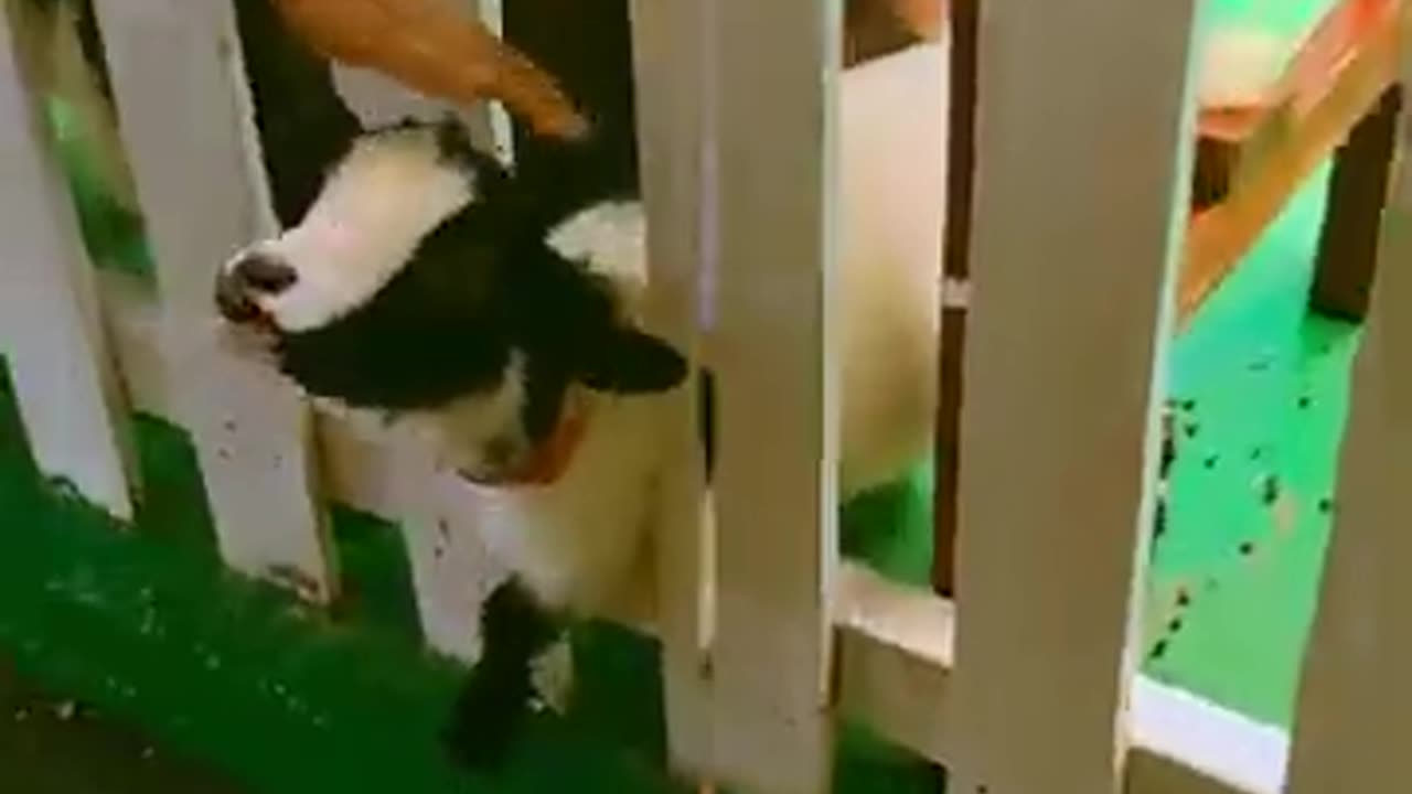 So funny! let's feed the little lambs!