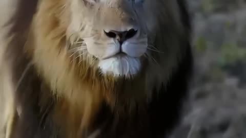 Mother cheetah vs lion 🥶