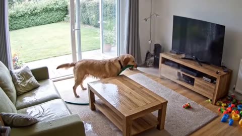 the reality of having dog, but i myself love dogs special german shepherd and golden retrievers
