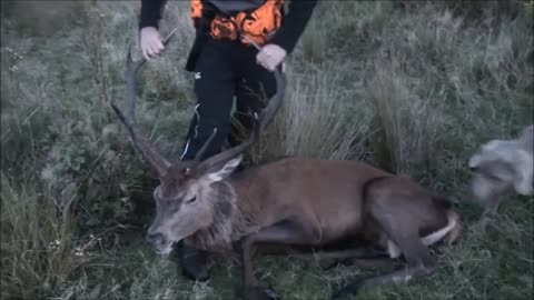 8 point stag with great spread