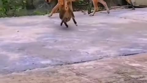 😂🐈 This Cat's 1-Inch Paw Strike is HILARIOUS! | FunFM