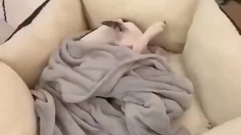 😂🐶 This Puppy's Reaction to Her New Bed is Priceless! | FunFM