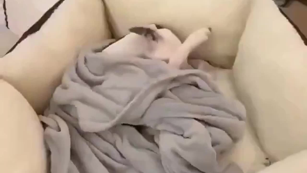 😂🐶 This Puppy's Reaction to Her New Bed is Priceless! | FunFM