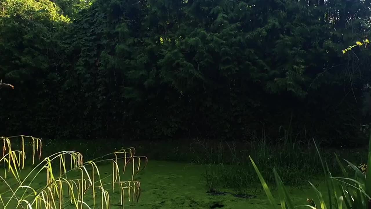 Watch This Insects Swarm React to an Incoming IPhone 5G Call