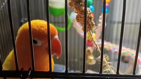 Treats for Goldy