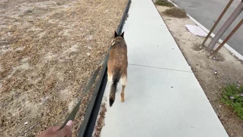 Random Stream IRL