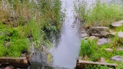 Songs of rain and water