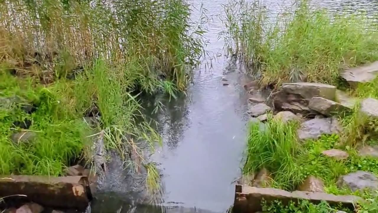 Songs of rain and water