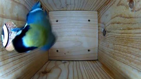 Great tit: Which house to live in for the winter?