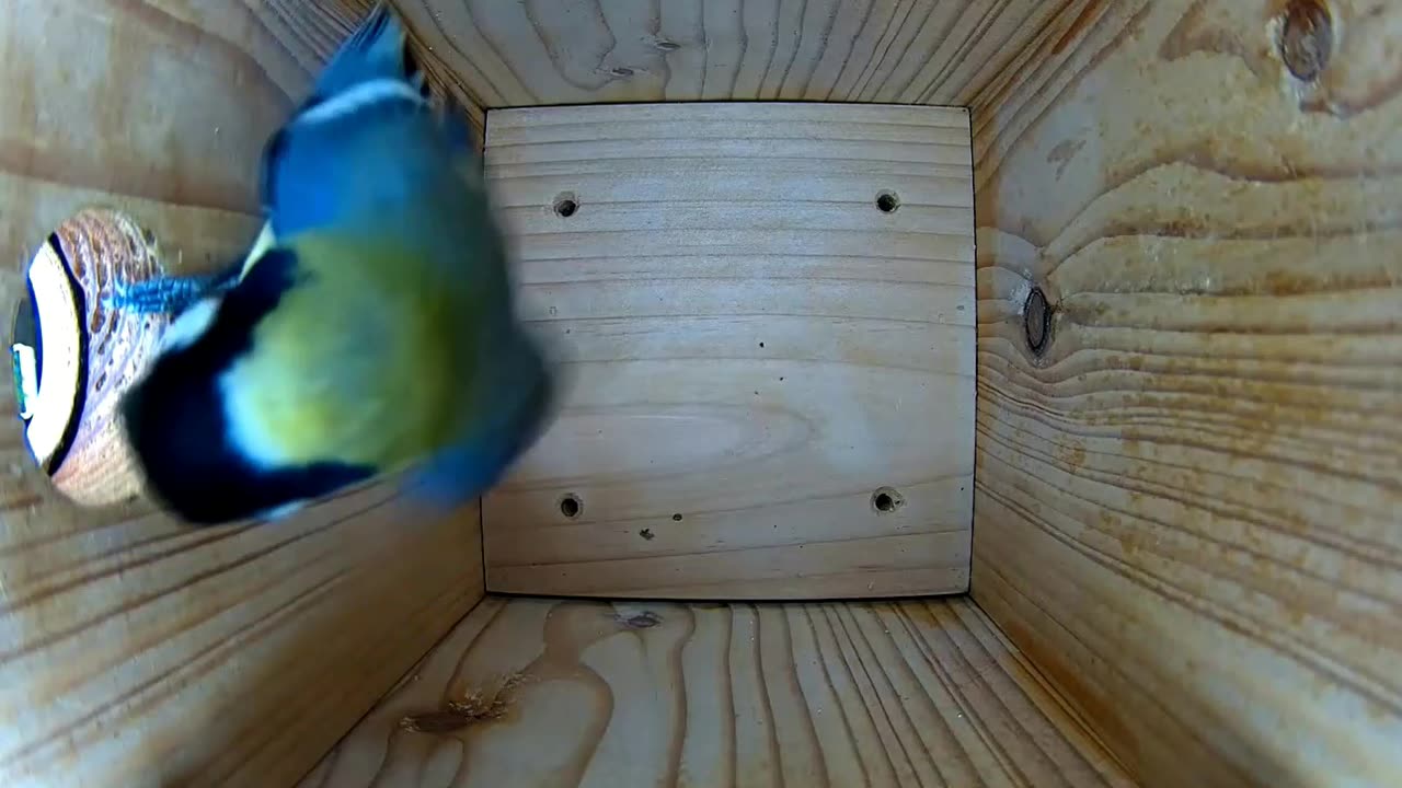 Great tit: Which house to live in for the winter?