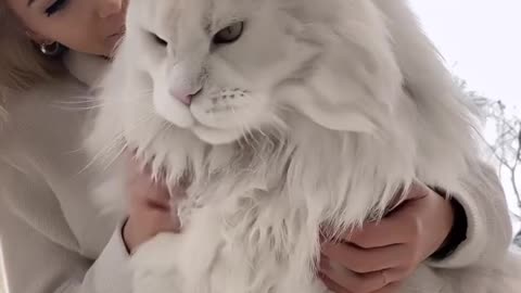 🤗 "Hug Series 🐾 | Do You Want to Be Hugged by This Cutie?"