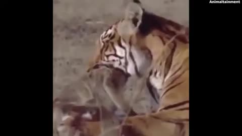 Animal Fighting Videos