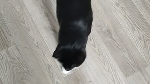 My angry cat