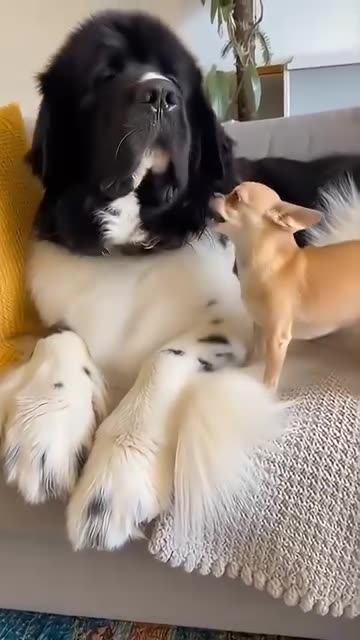 The little guy kept barking until the giant had enough! 🐻