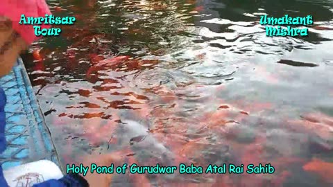 Colorful Fishes In Gurudwar Atal Rai Sahib-Holy Pond