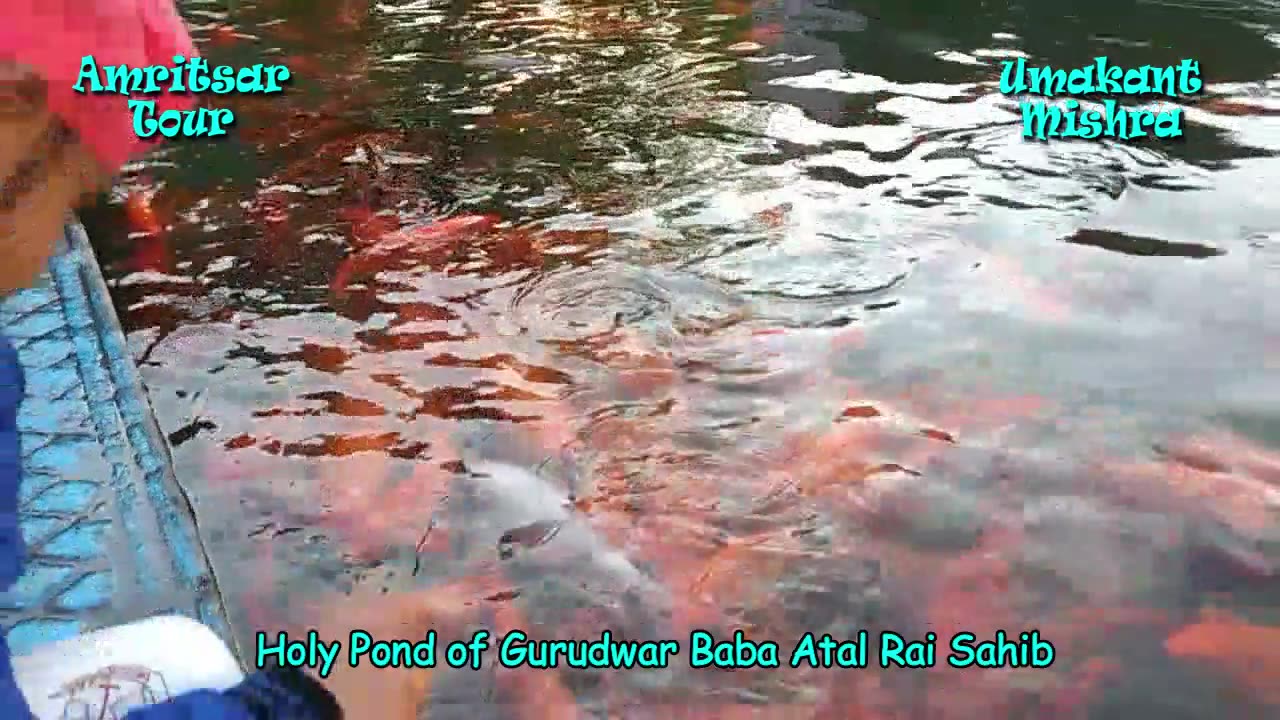 Colorful Fishes In Gurudwar Atal Rai Sahib-Holy Pond