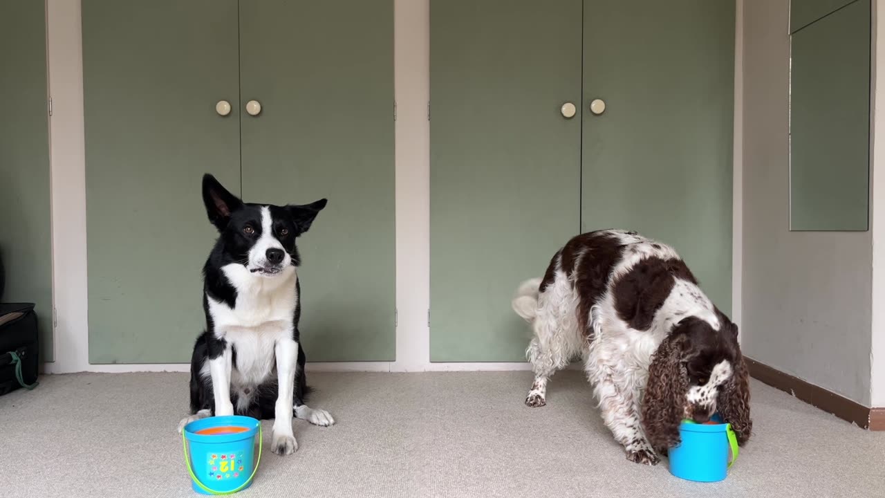 Border Collie vs Springer Spaniel Cup Stacking Race