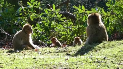 The amazing world of monkeys