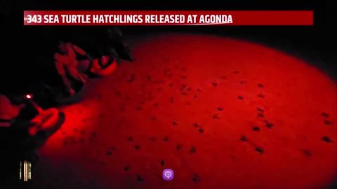 343 Sea Turtle Hatchlings Released at Agonda Beach, Canacona