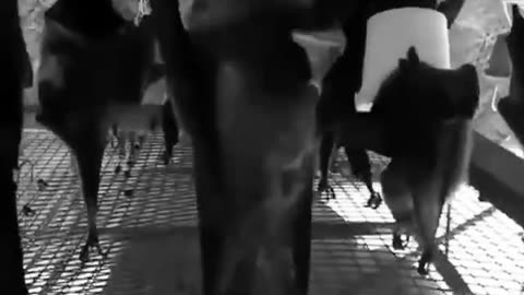 Record bats and flip video equals music video