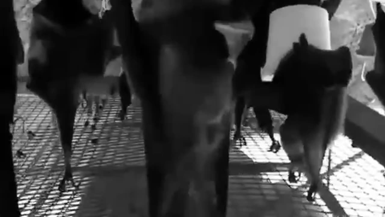 Record bats and flip video equals music video