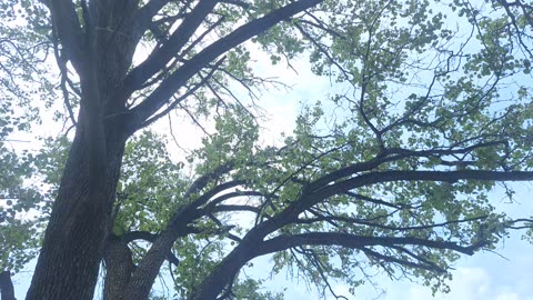 Sounds of nature, a bird, in the city