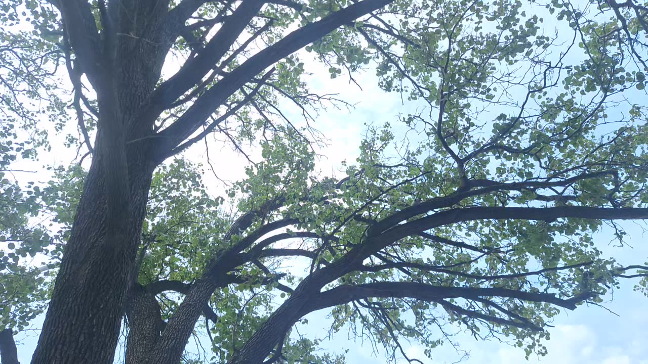 Sounds of nature, a bird, in the city