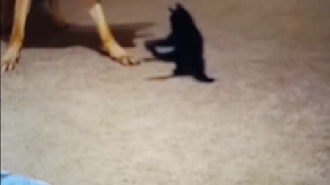 Dog and cat play 