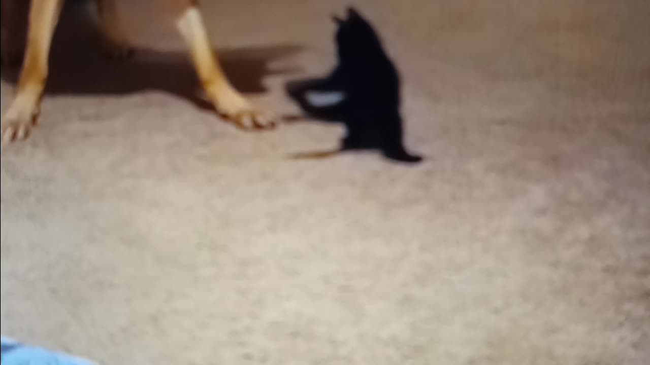 Dog and cat play