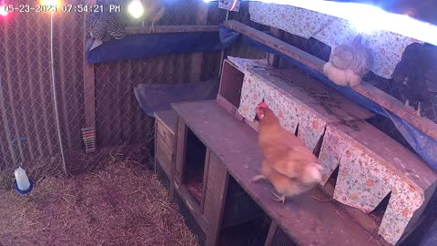 Friday Night Perch Up Cam2